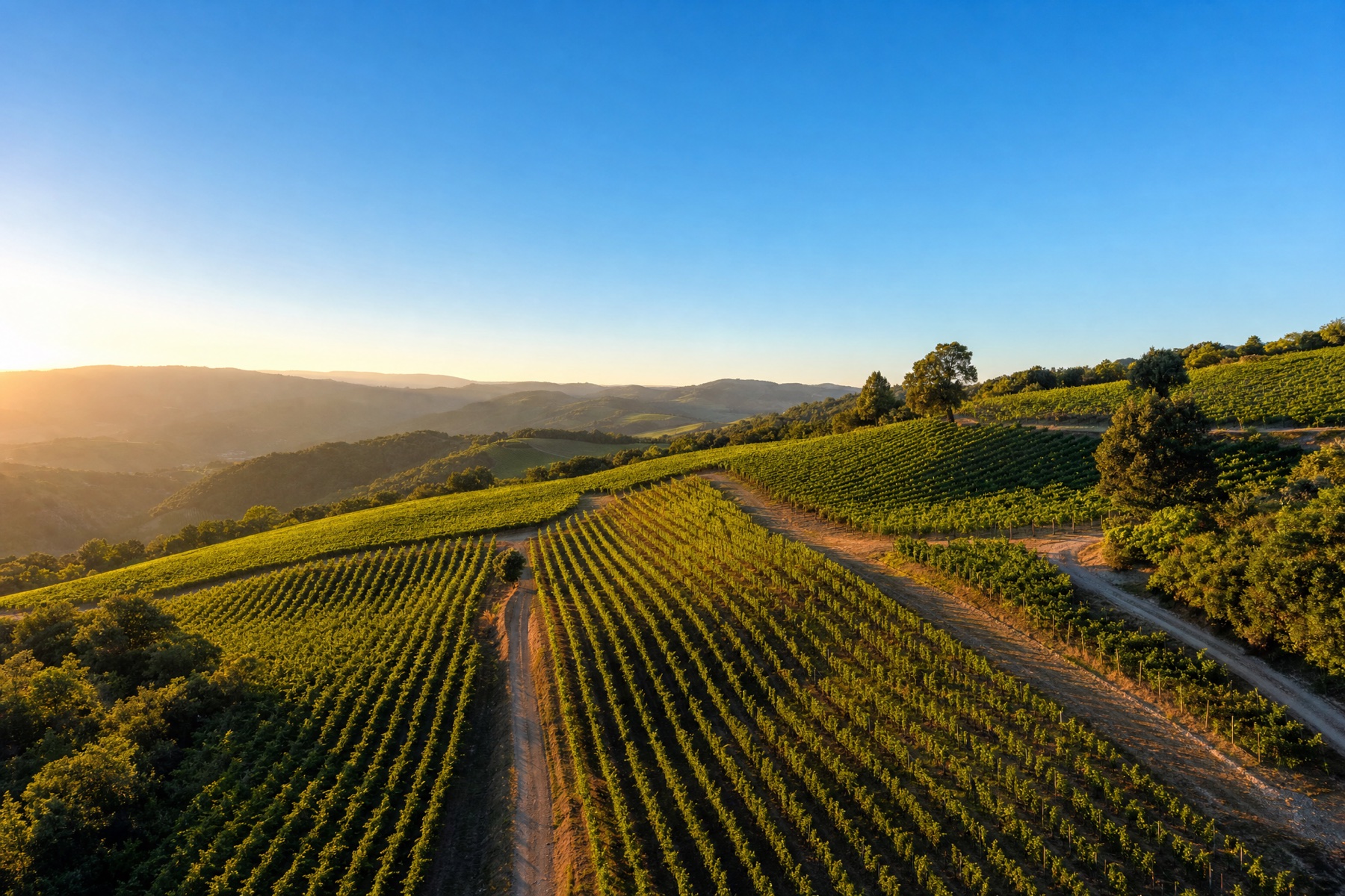 Vineyard across a fine wine region